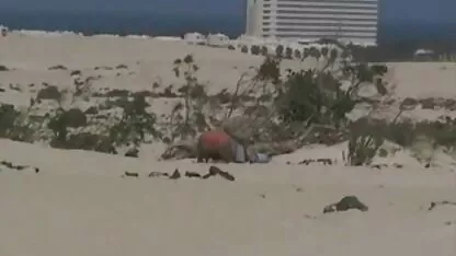 Sobrinho amador e cara na praia, videos de putaria na praia